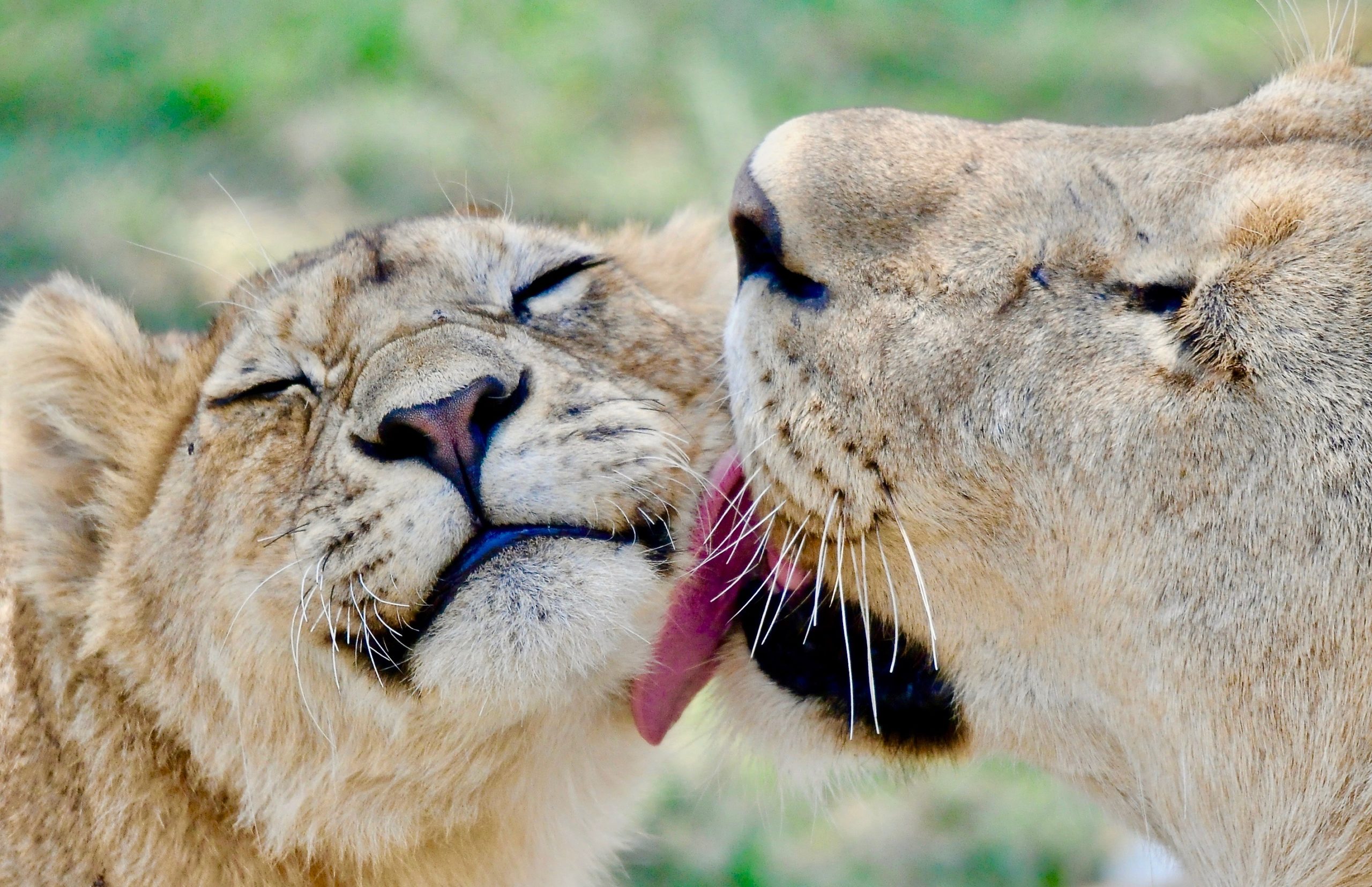 Löwenmutter mit Kind
